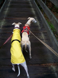 Biski & Lexie - first hike together!