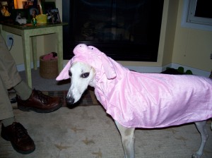 "You called for a piggy bank? (Don't say Real House Whippets don't help save money.)"