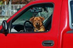 red truck dog