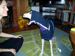 Whippets love new clothing, really they do