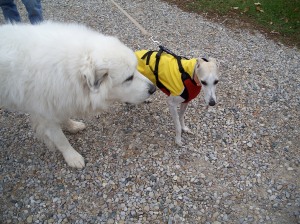 Poncho and C-Biscuit: Some dogs have coats naturally, others need to outsource