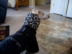 All dressed up and ready to go out! (Winter coat by Blue Willow Dog Coats)