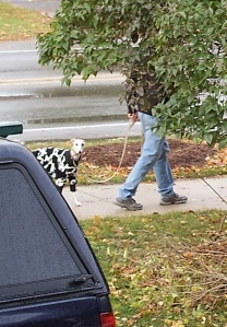 Bob walking our whippet in cow pajamas, trying to blend into Northern Michigan