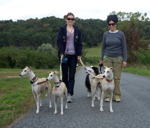 Shira, Roya and the whippet-border collie mixed pack