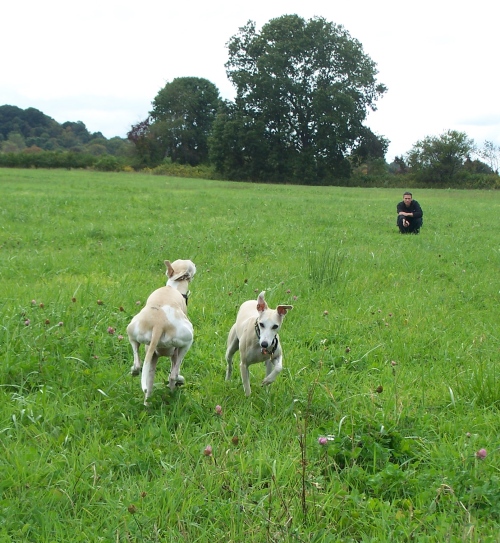 The whippets say, "Full speed in opposite directions - the collie can't catch us!"