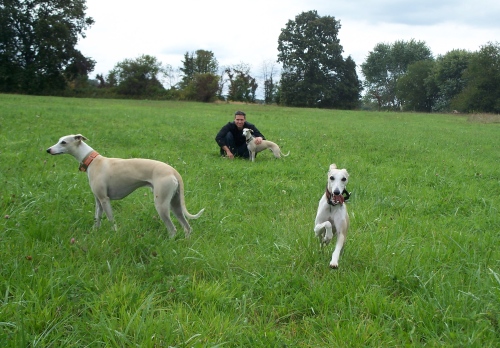 House Whippets say, "Now this is a dog run!"