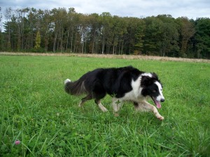 The border collie plays Herd the Whippets!