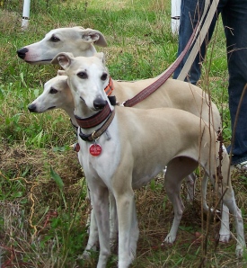 Cerberus? Or House Whippets?